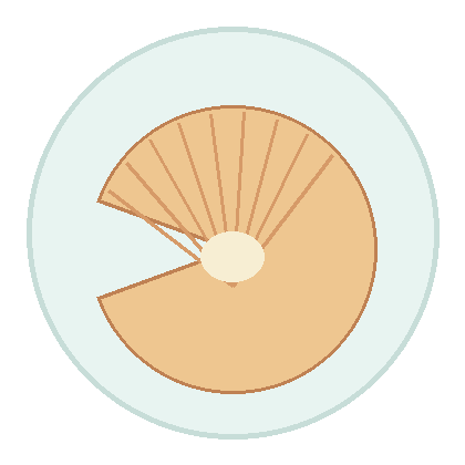 北海道扇贝